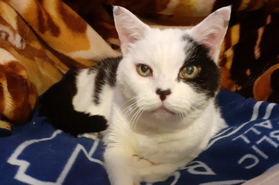 In loving memory of Kitty