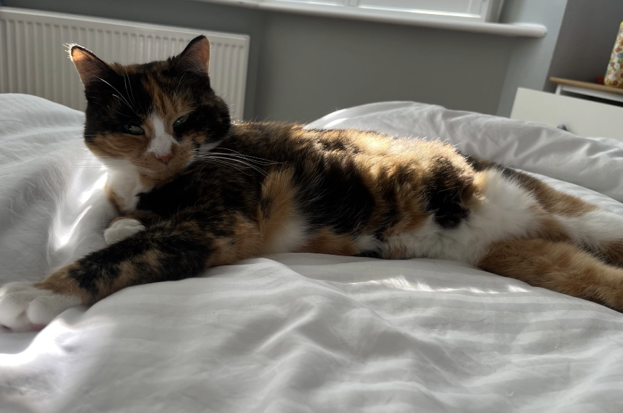 In loving memory of Luna