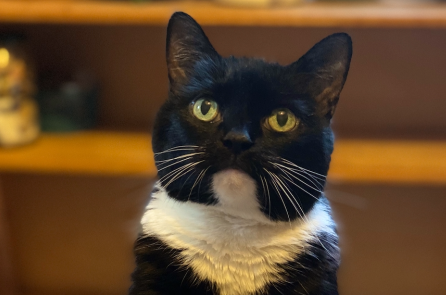 In loving memory of Rollo