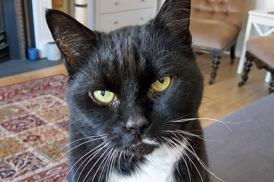 In loving memory of Tino