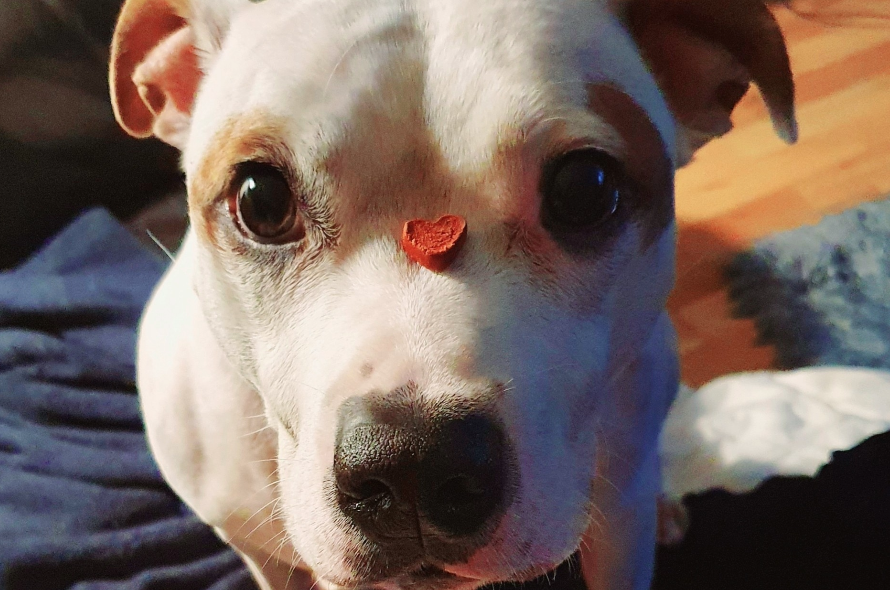 In loving memory of Tycho