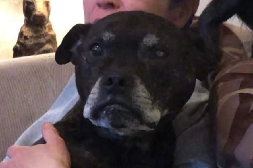 In loving memory of Fudge