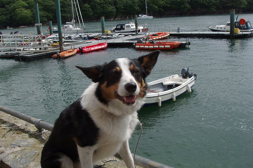 In loving memory of Raffy