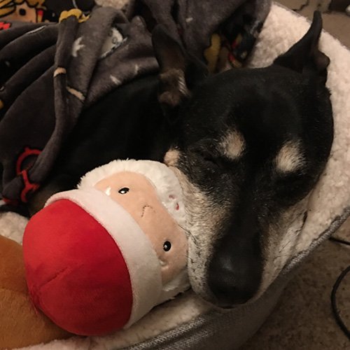 In loving memory of Missy