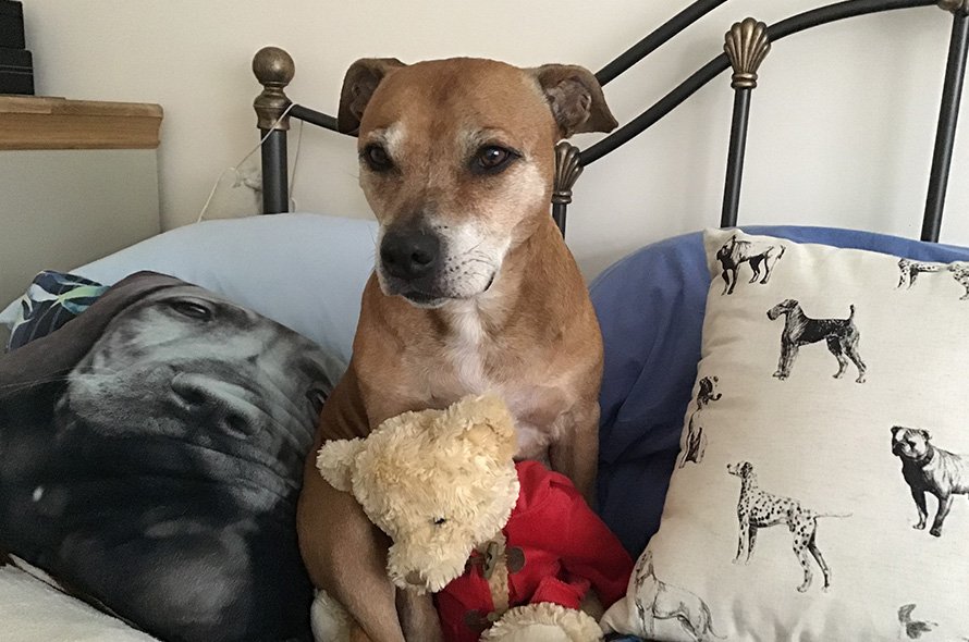 In loving memory of Honey