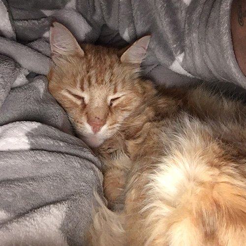 In loving memory of Boo