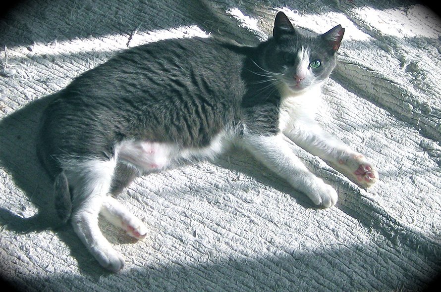 In loving memory of Grace