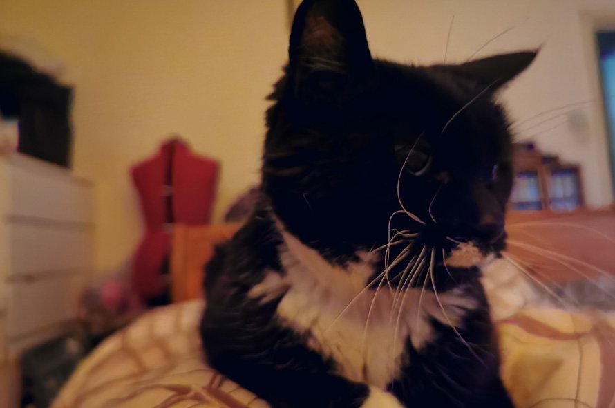 In loving memory of Kiara