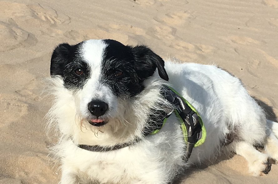 In loving memory of Millie