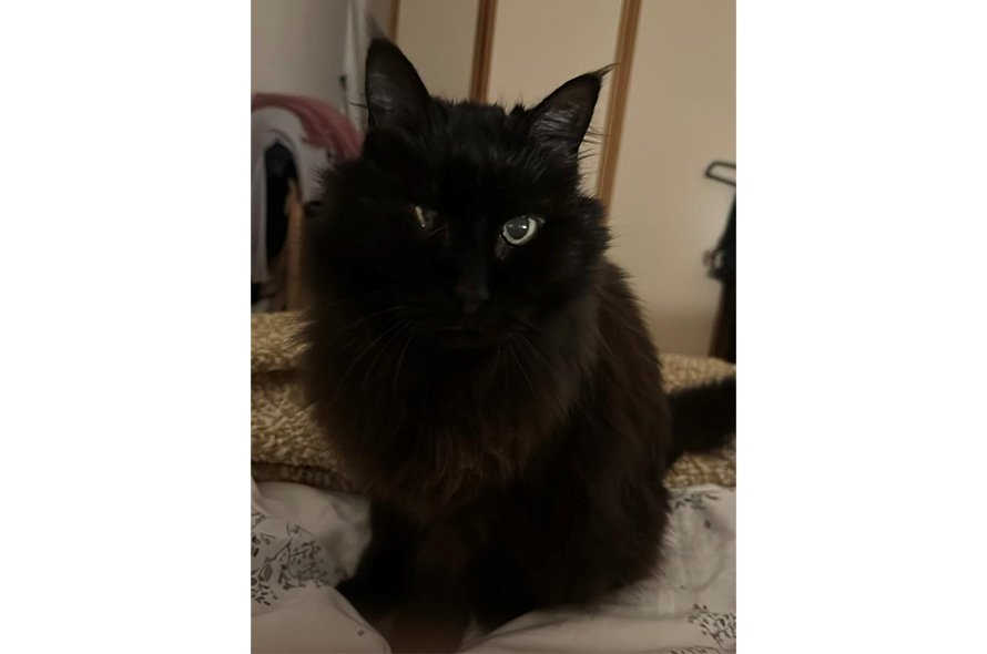 Black cat sat on bed