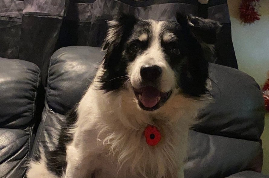 Border Collie sat on sofa