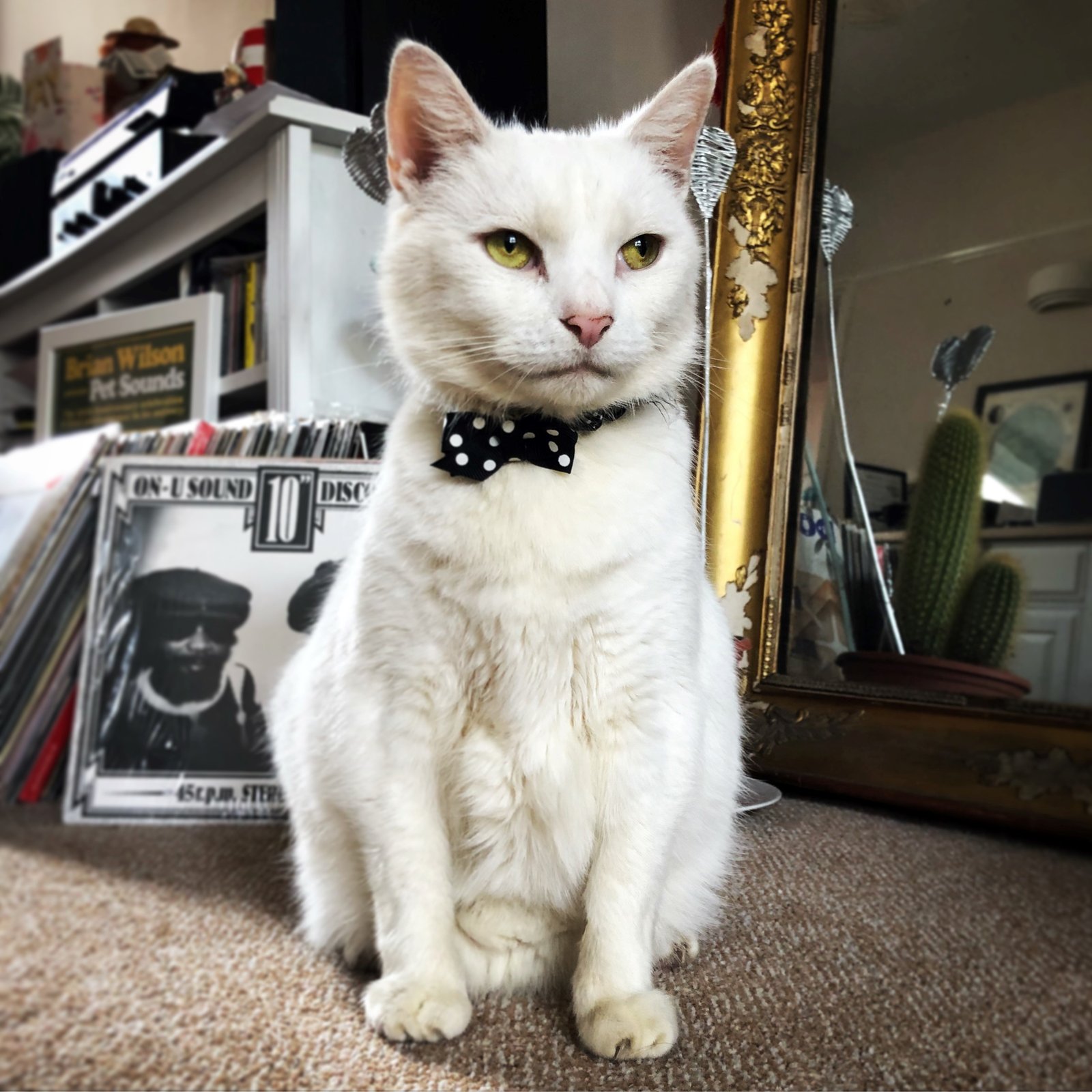 In loving memory of Scooby