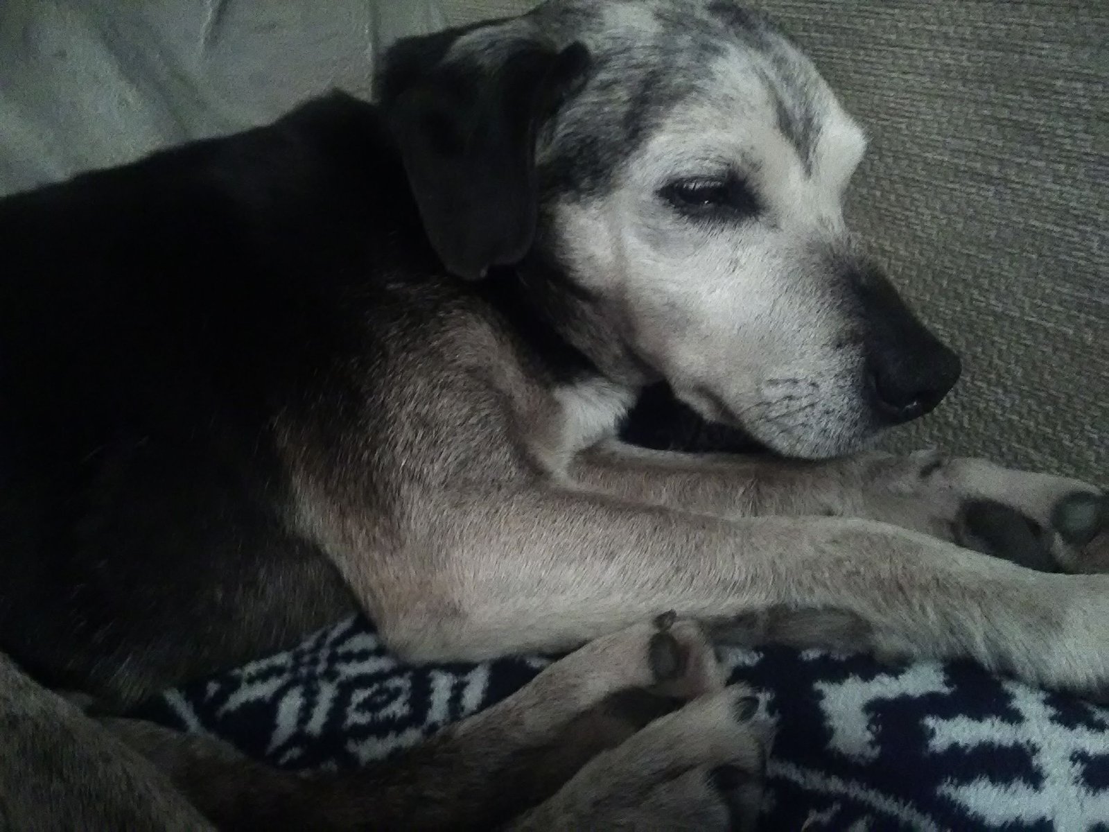 In loving memory of Ollie