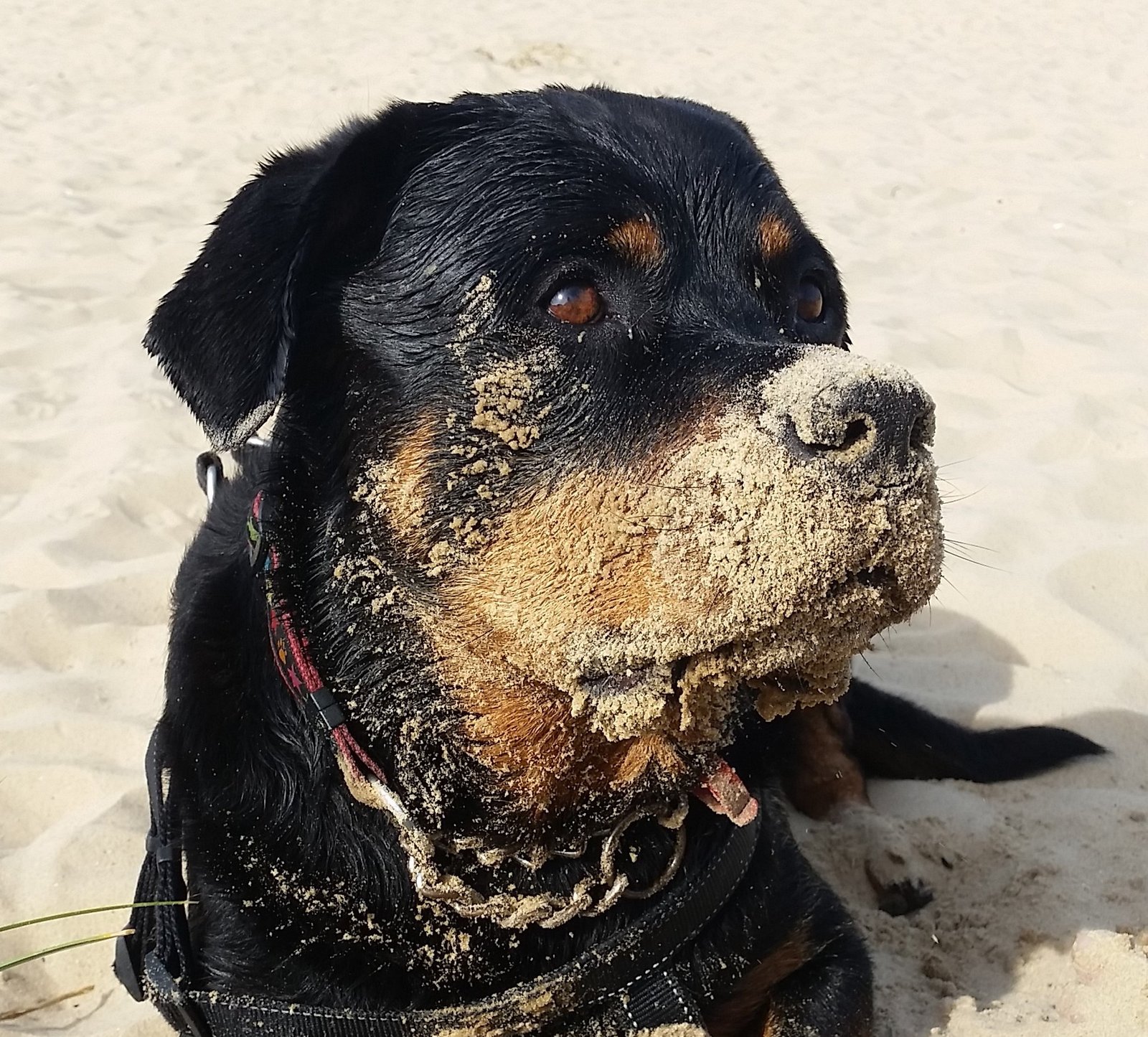 In loving memory of Bernie