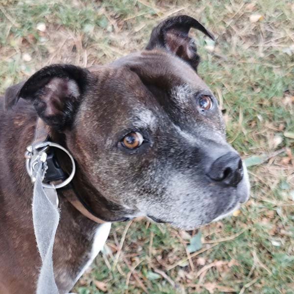 In Loving Memory of Kimba