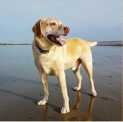 In loving memory of Bentley