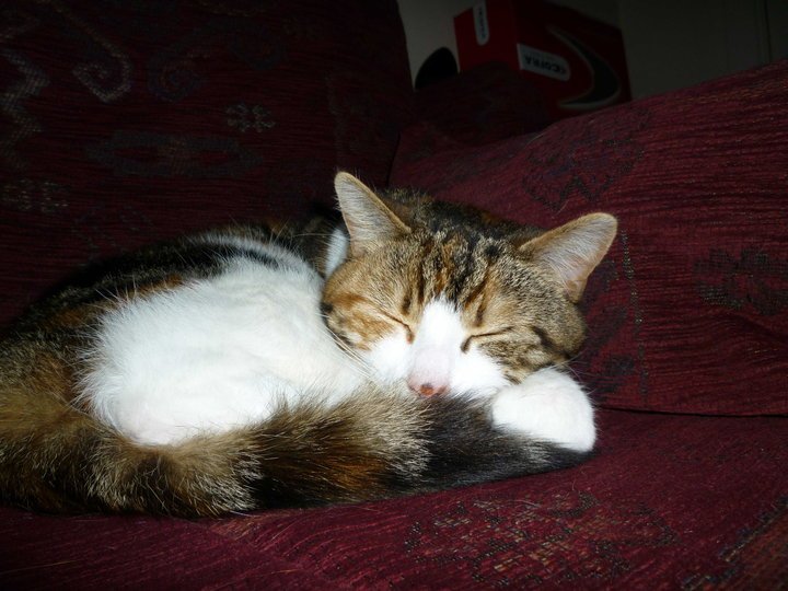 In loving memory of Ruby