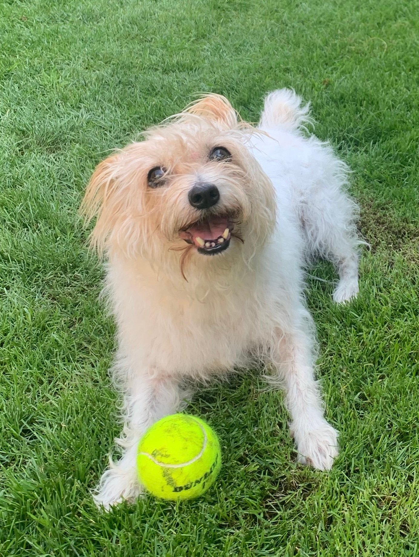 In loving memory of Bella