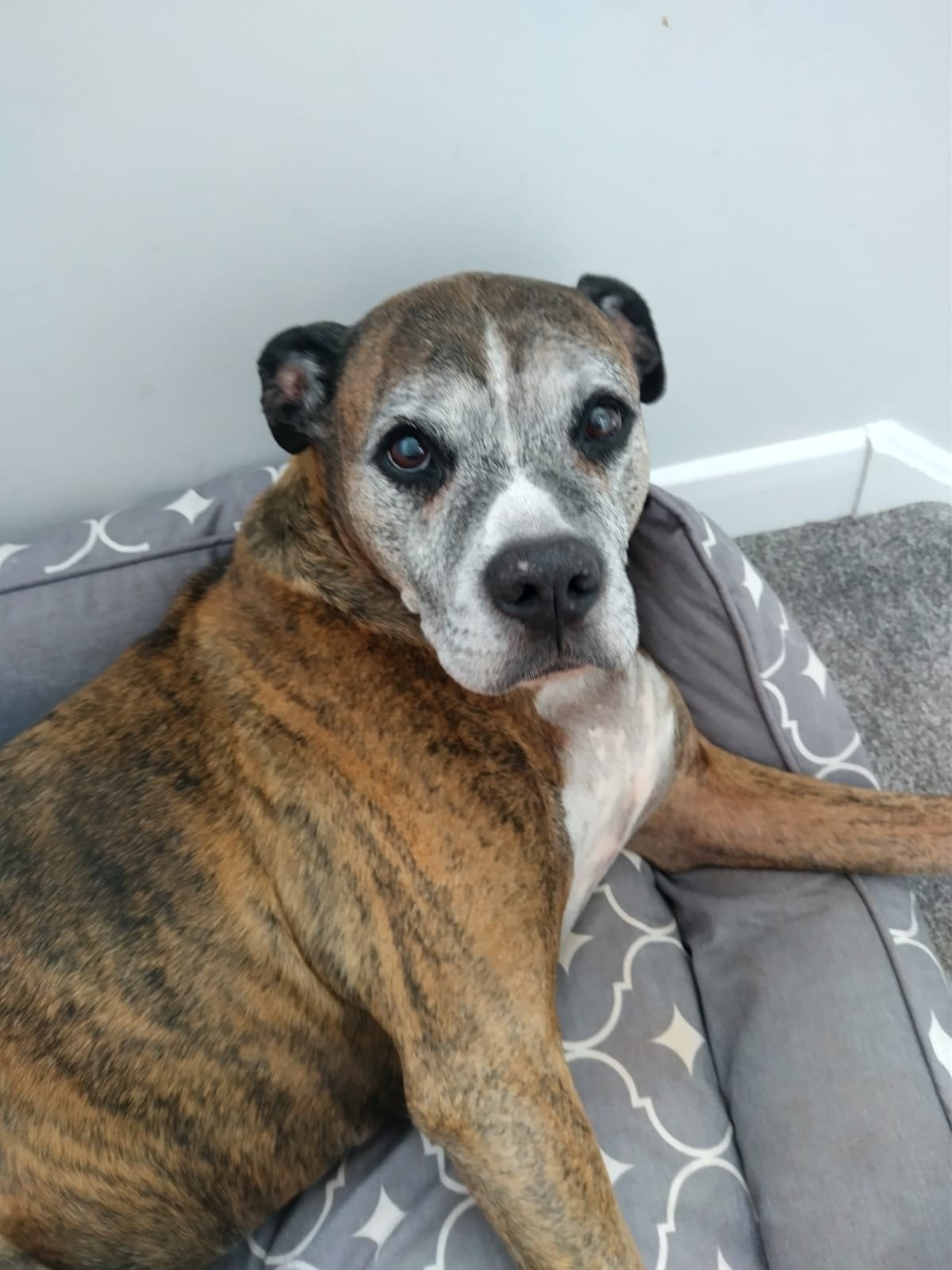 In loving memory of Cain