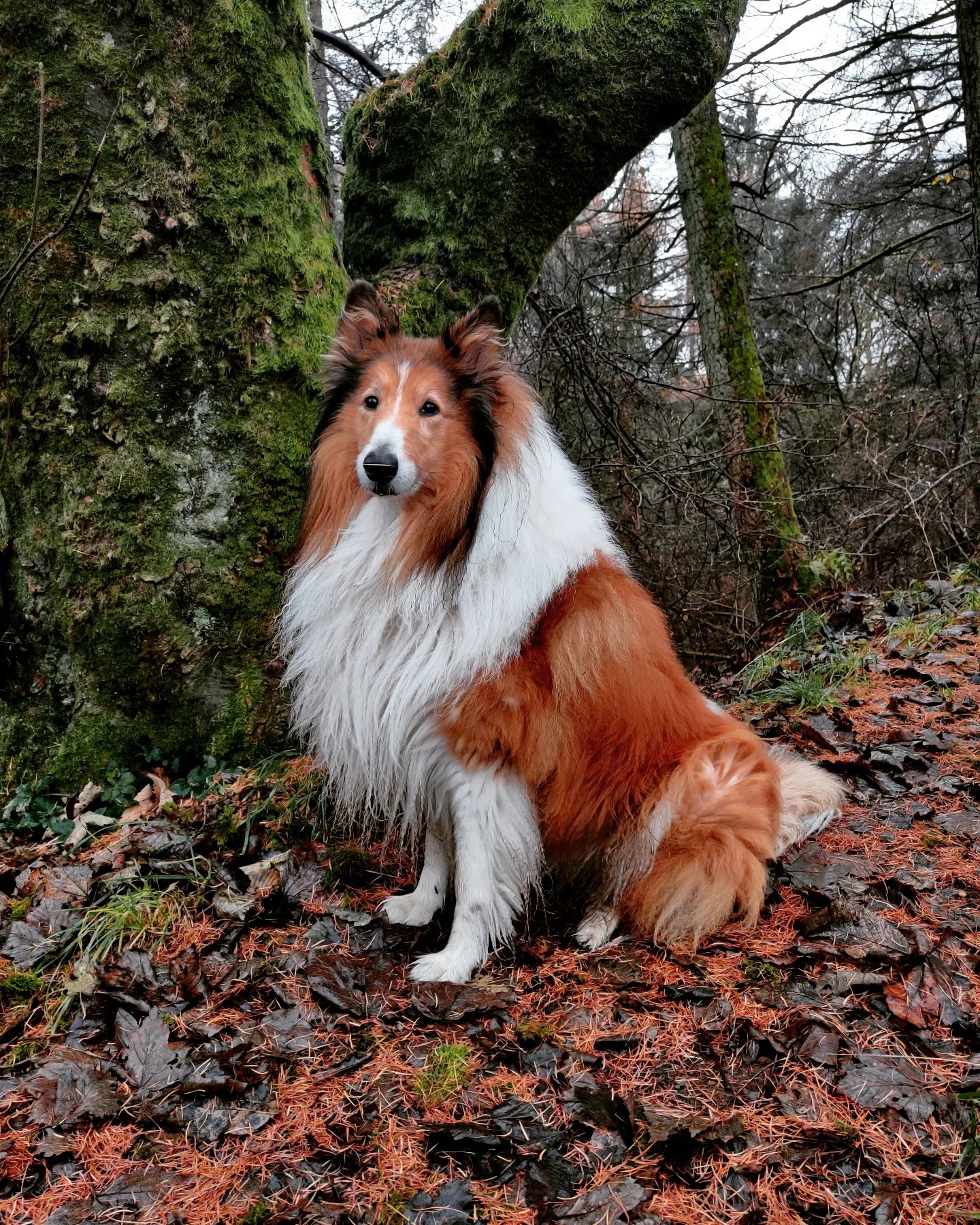 In loving memory of Mickey