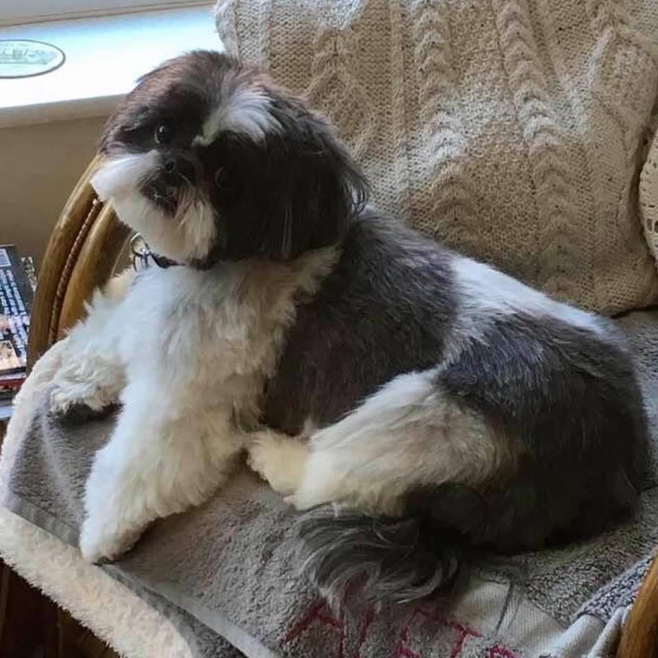 In loving memory of Alfie 