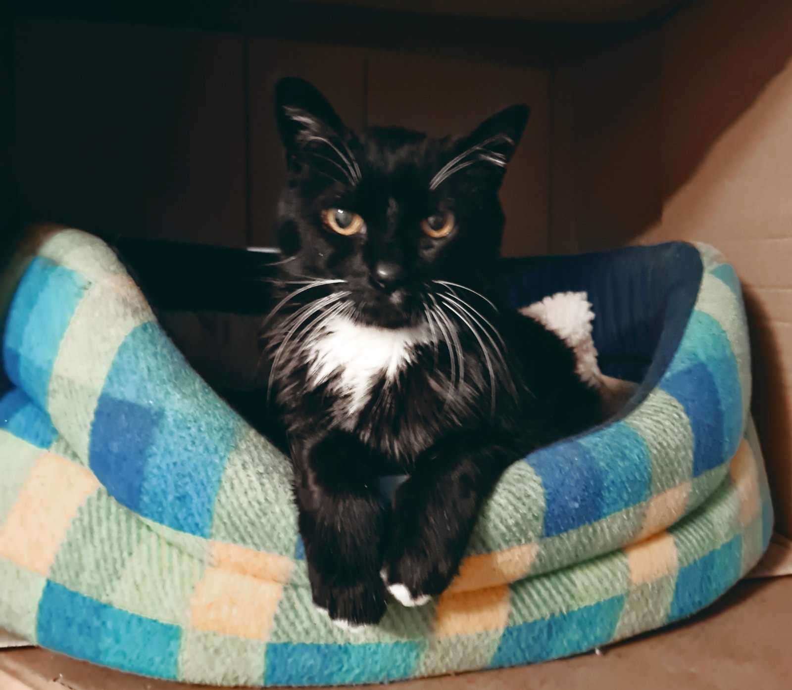 In loving memory of Boots