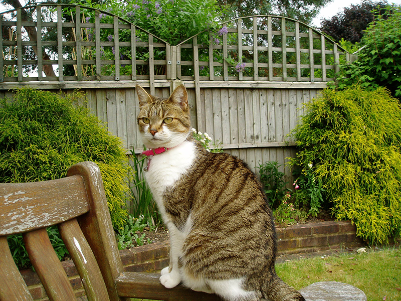 In Loving Memory of Lacy