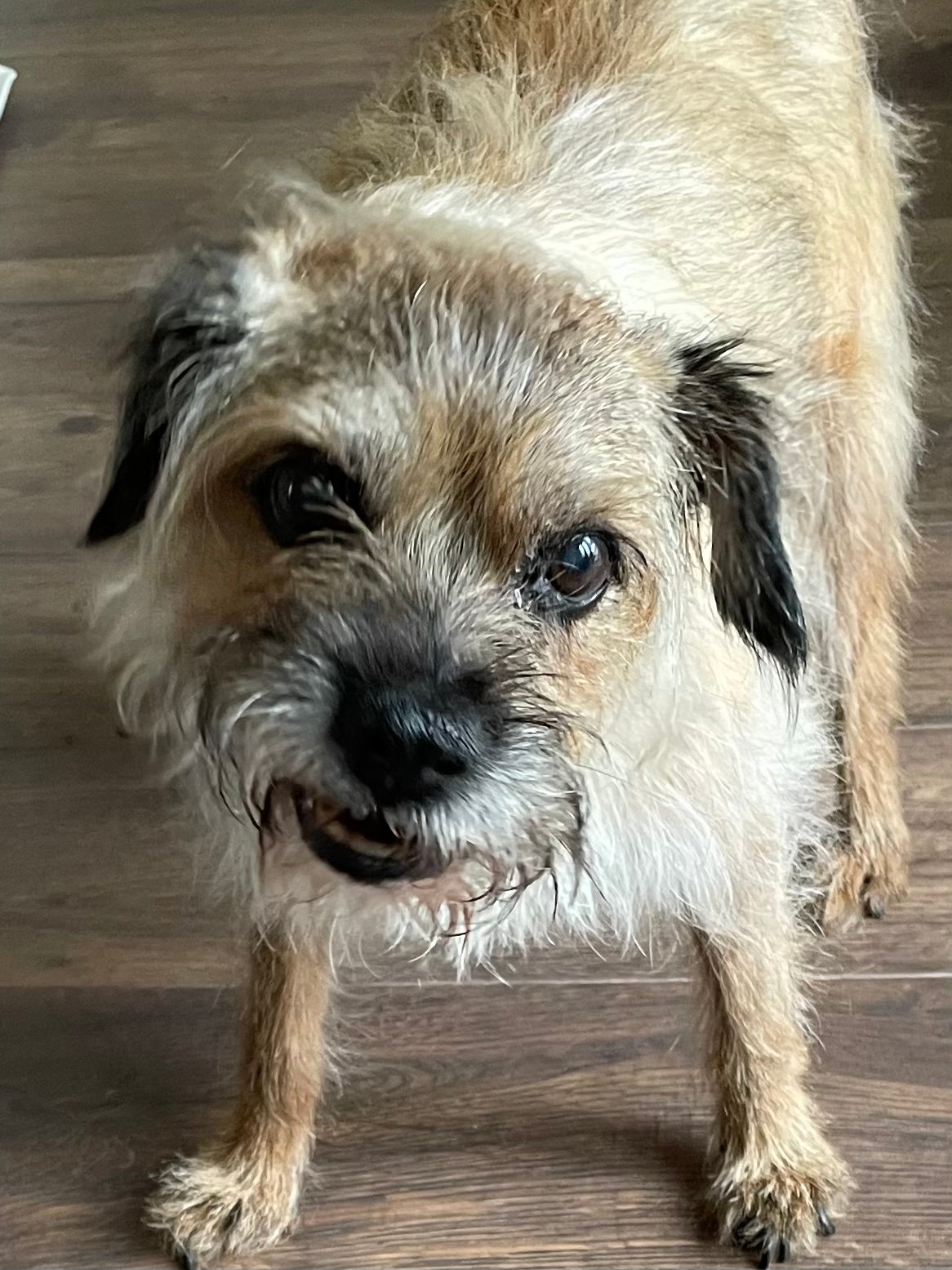 In loving memory of Lottie