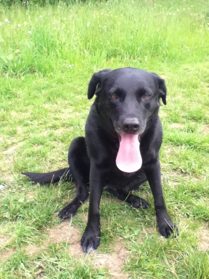 In Loving Memory Of Maizie