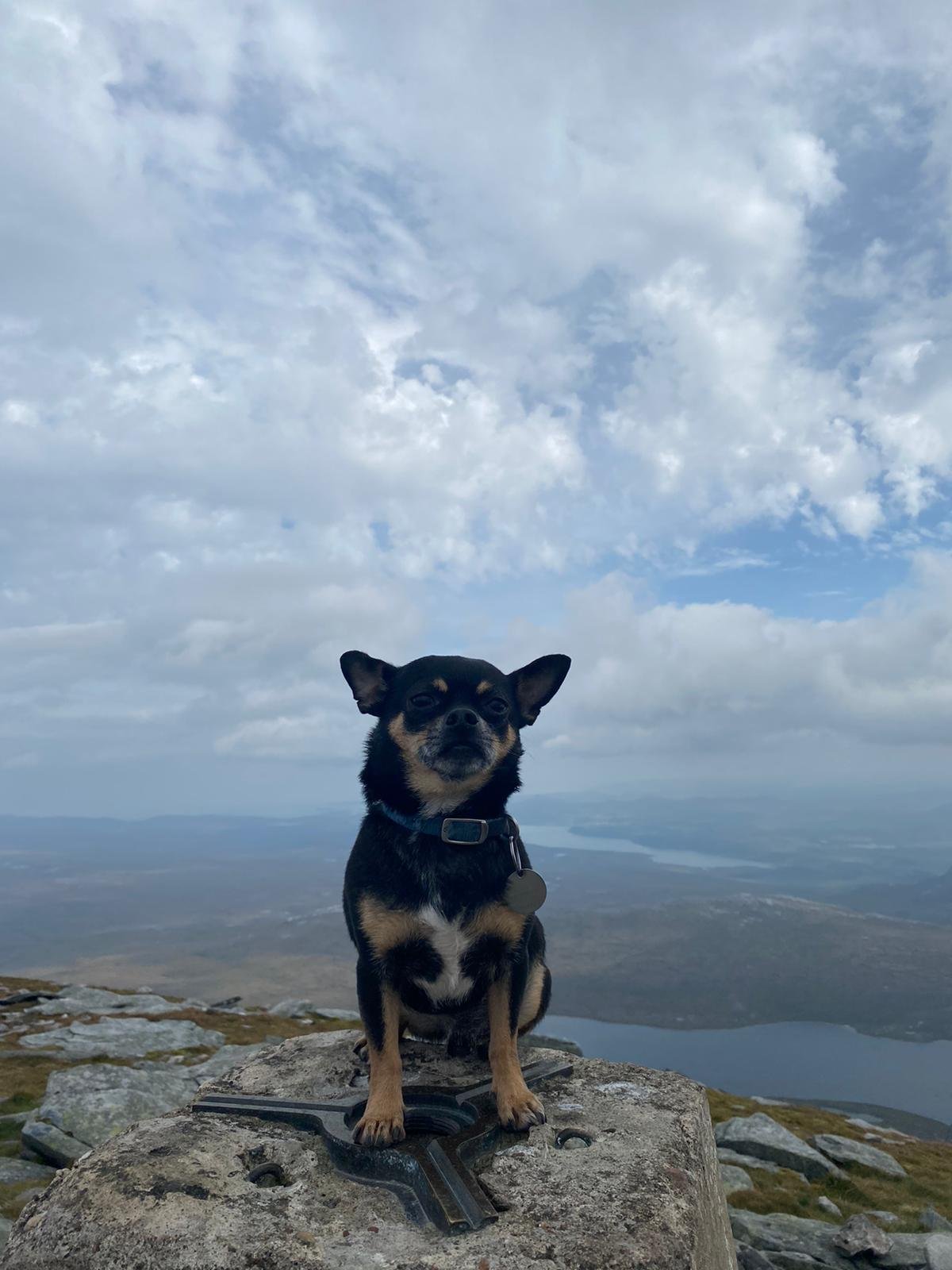 In loving memory of Mikey