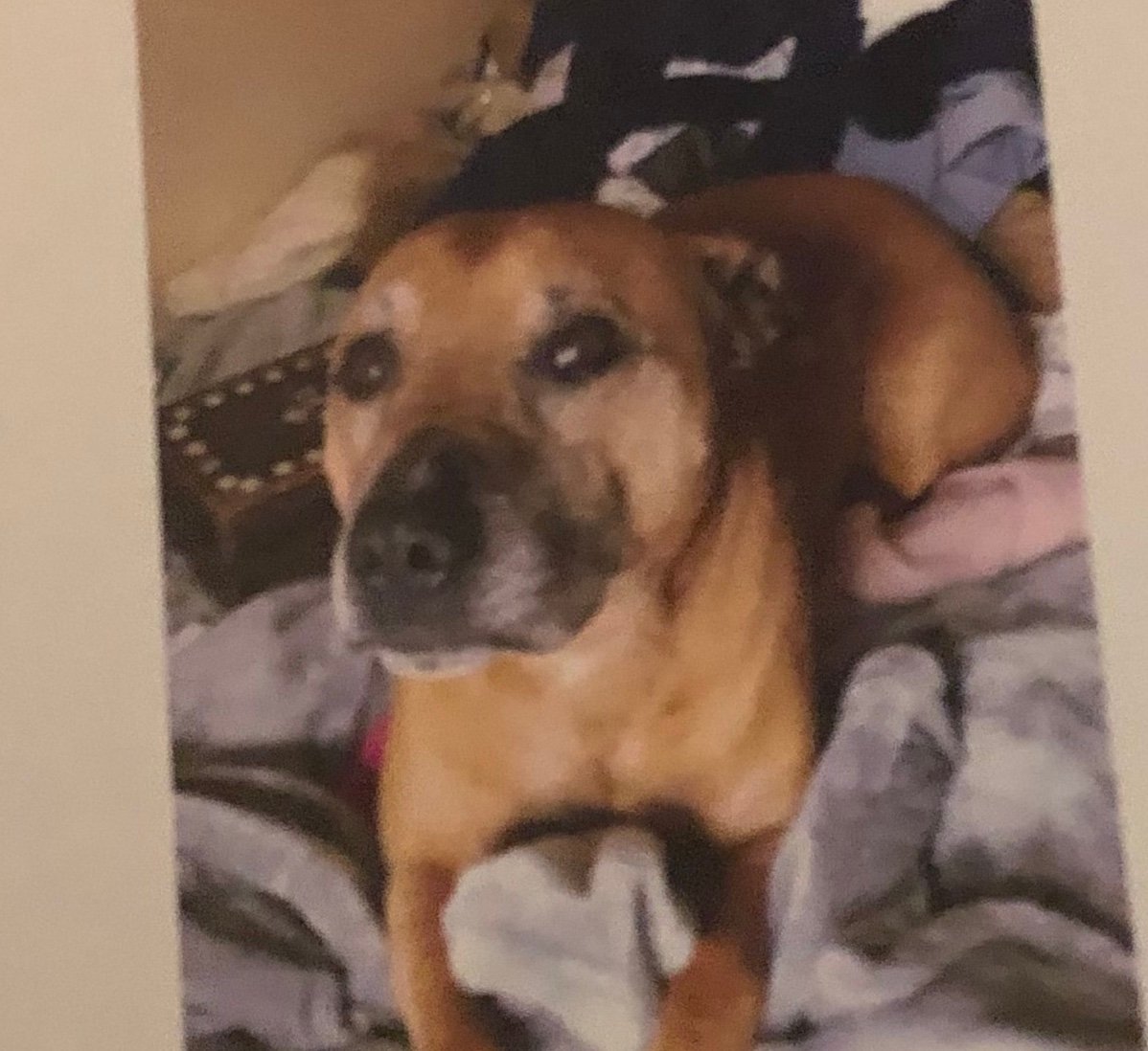 In loving memory of Ollie