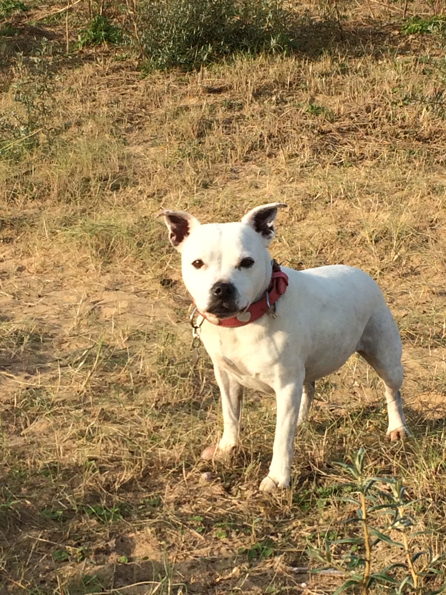 In loving memory of Saffi 