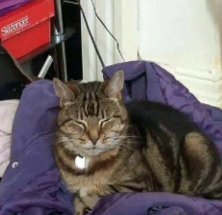 In loving memory of Tigger