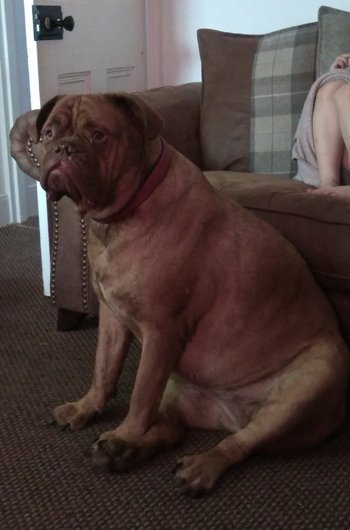 In loving memory of Willow