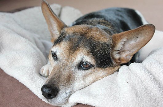 In loving memory of Higgins