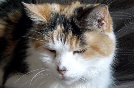 In loving memory of Daisy