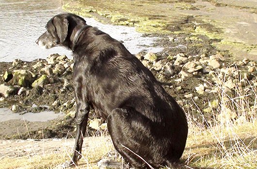 In loving memory of Sam