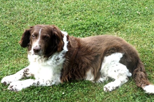 In loving memory of Morgan