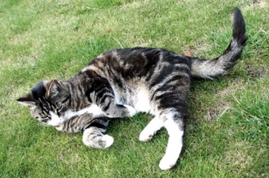 In loving memory of Archie