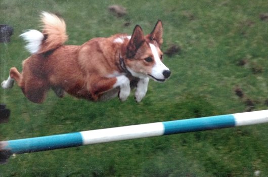 In loving memory of Rosie