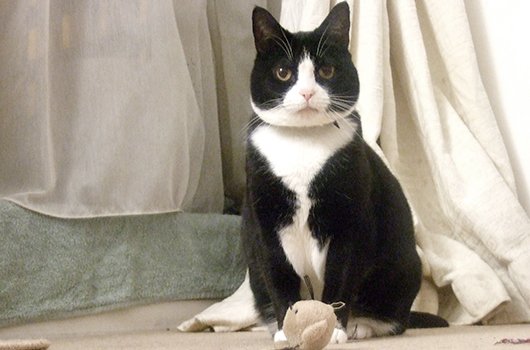 In loving memory of Mittens