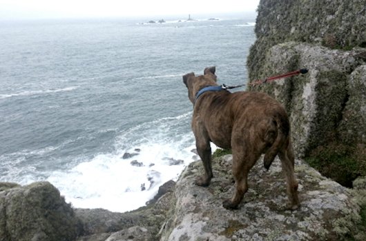 In loving memory of Lilly