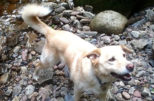 In loving memory of Teddy