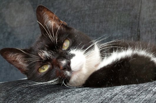 In loving memory of Mr. Boots