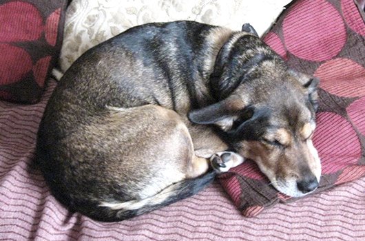 In loving memory of Jack