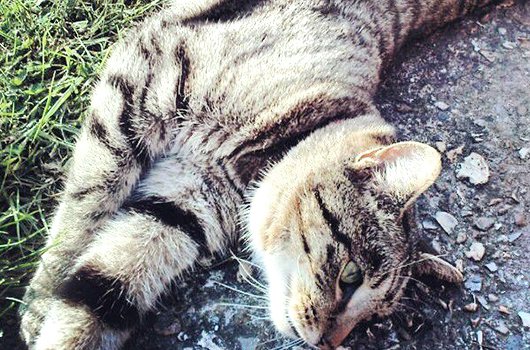 In loving memory of Curious George