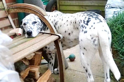 In loving memory of Wizzer