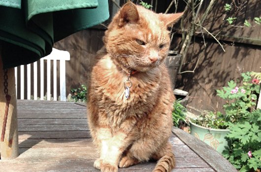 In loving memory of Bungle