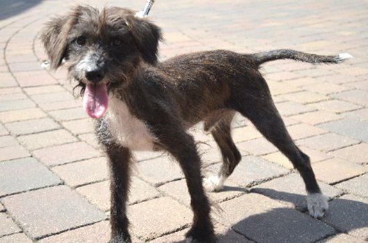 In loving memory of Fraggle