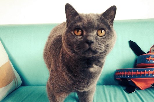 In loving memory of Joe